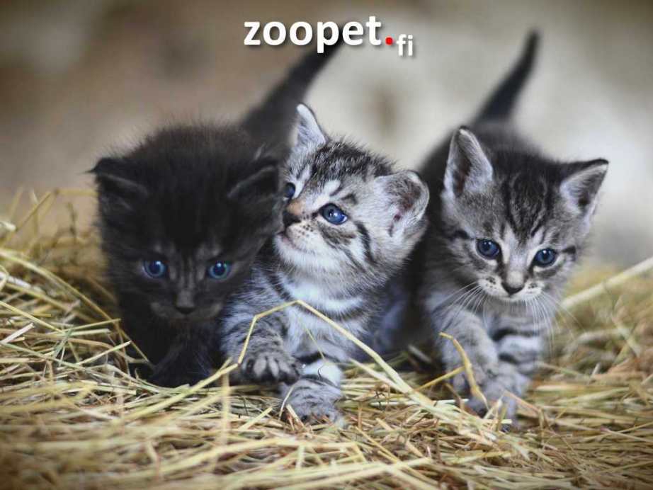 Kissat >