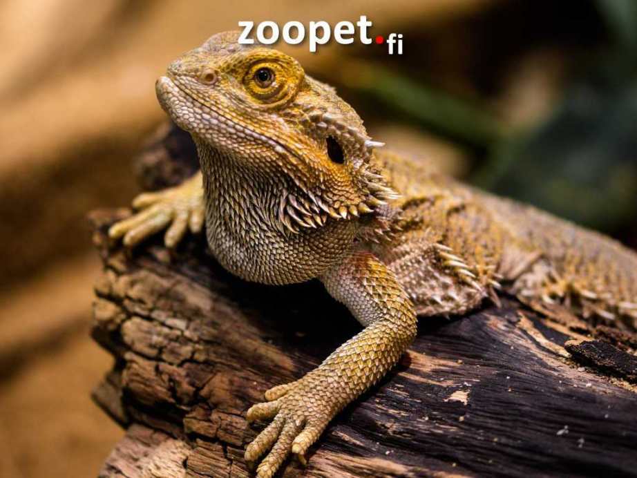 Matelijat >
